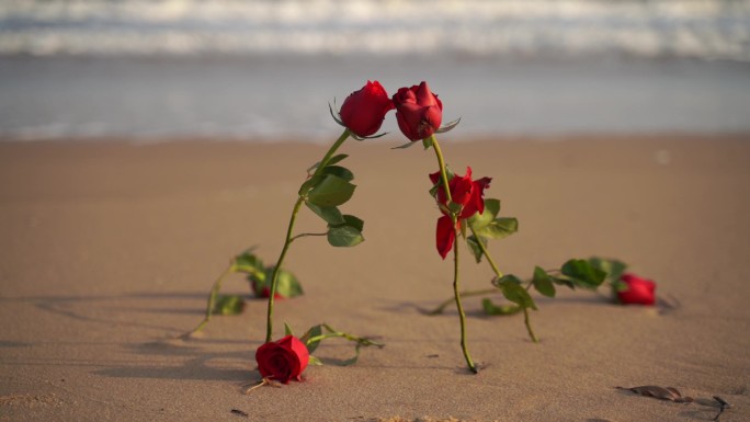 海边玫瑰花大海沙滩玫瑰