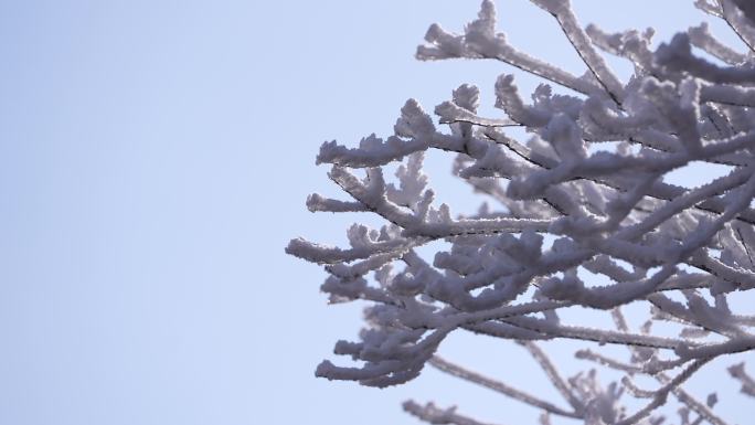 冬天寒潮冷空气树枝雾凇积雪冰凌蓝天安静