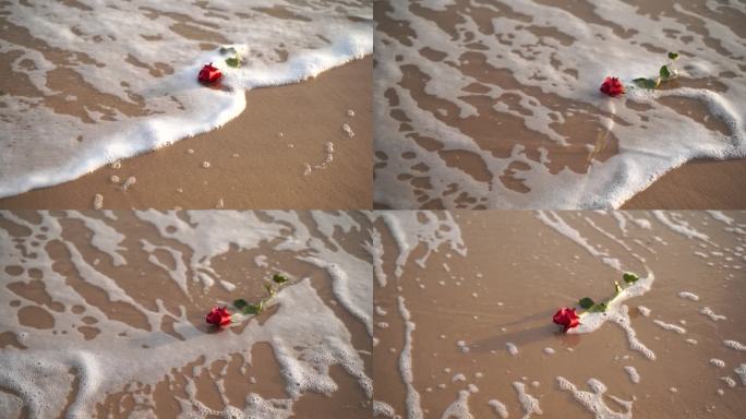 海边玫瑰花大海沙滩玫瑰