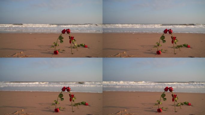 海边玫瑰花大海沙滩玫瑰