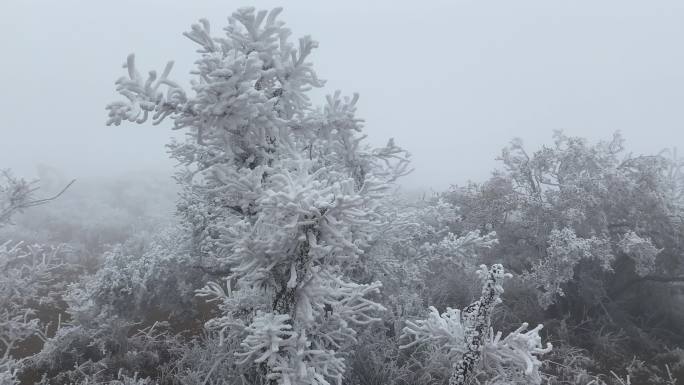 冰雪雾凇寒冷冬季