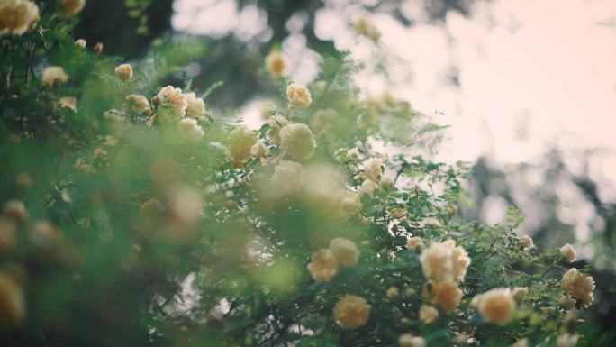 唯美花海花朵