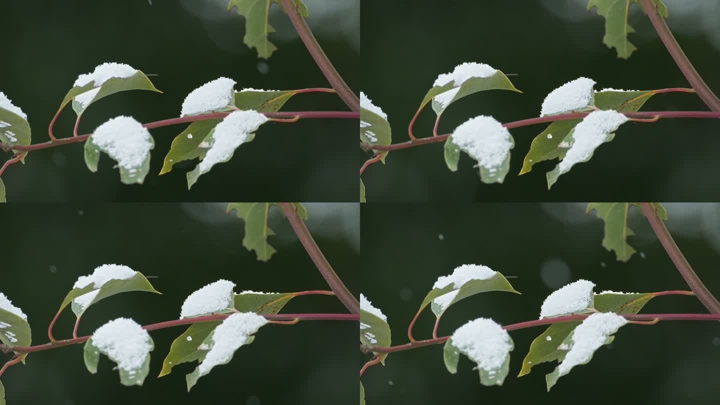 下雪树叶升格4K实拍空镜