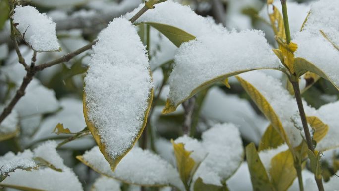 冬天下雪树叶慢镜头4K实拍空镜