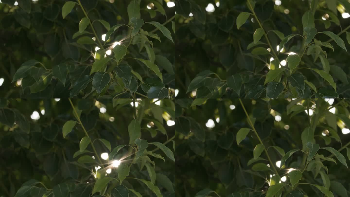 树叶星芒慢镜头逆光4K实拍空镜