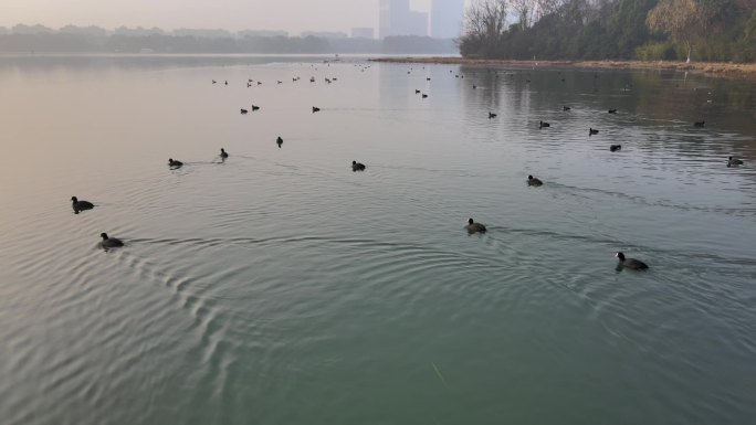 暨阳湖 环保 生态 野鸭子 水鸟