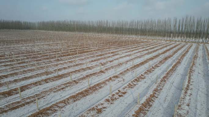 航拍冬季贺兰山下大雪覆盖的葡萄园酒庄