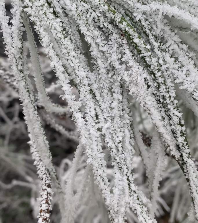 竖屏竖拍冰雪雾凇寒冷冬季