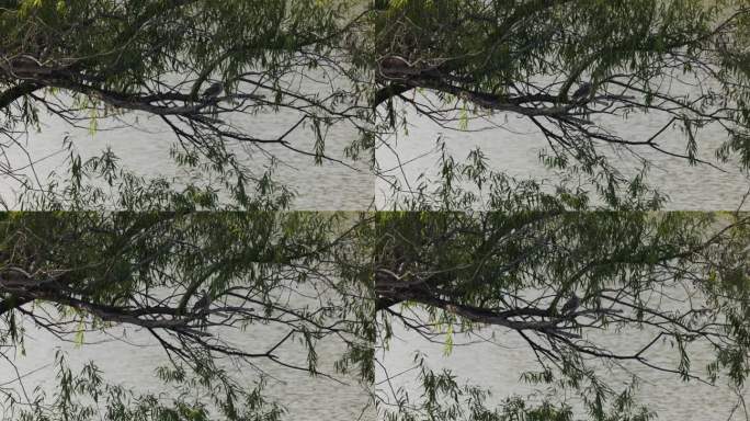 树上鸟儿4K实拍空镜