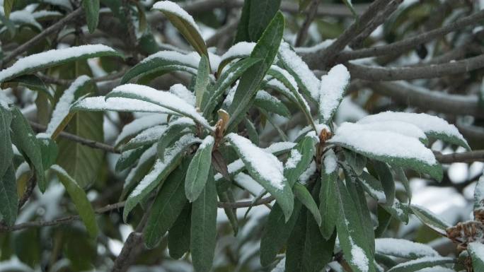 树叶下雪飘雪慢镜头4K实拍空镜