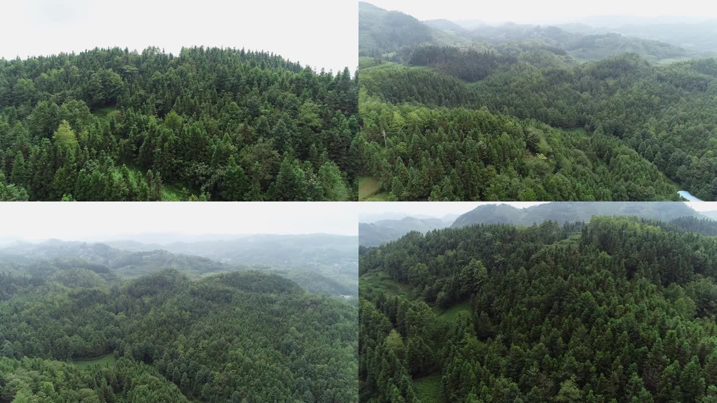 贵州省贞丰县森林杉树林木资源