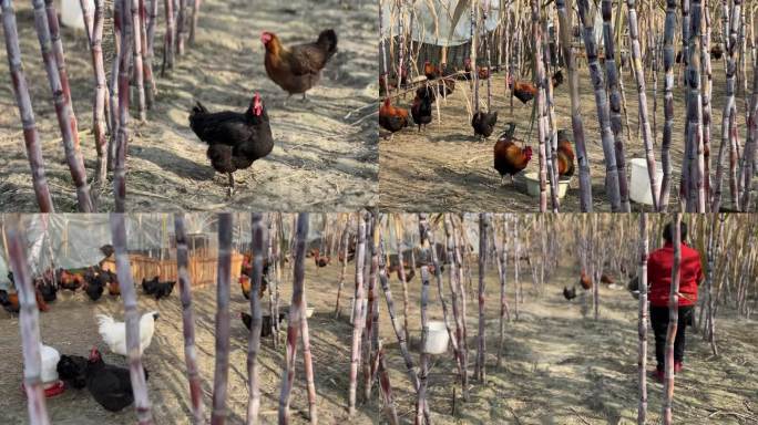 喂鸡喂跑山鸡散养鸡环保绿色健康养殖业
