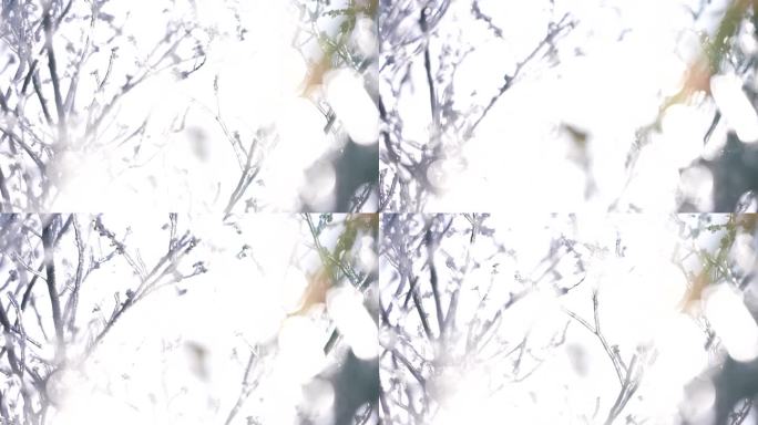 冬天冷空气寒潮冰凌雾凇树枝阳光冰雪融化