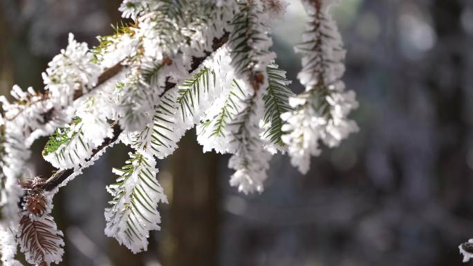 冬天寒潮冷空气杉树树叶积雪冰凌雾凇阳光