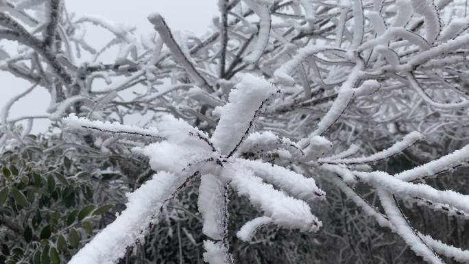 冰雪雾凇寒冷冬季