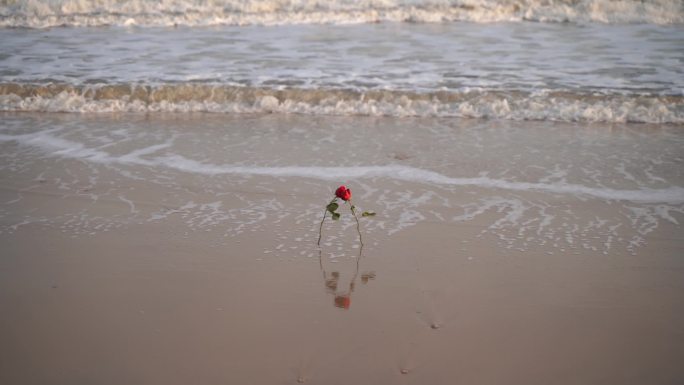 海边玫瑰花大海沙滩玫瑰