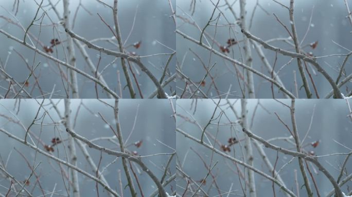 雪中树枝慢镜头升格4K实拍空镜