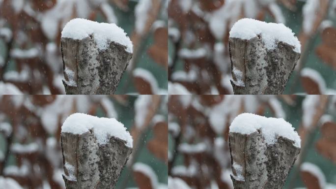 下雪树状慢镜头升格4K实拍空镜