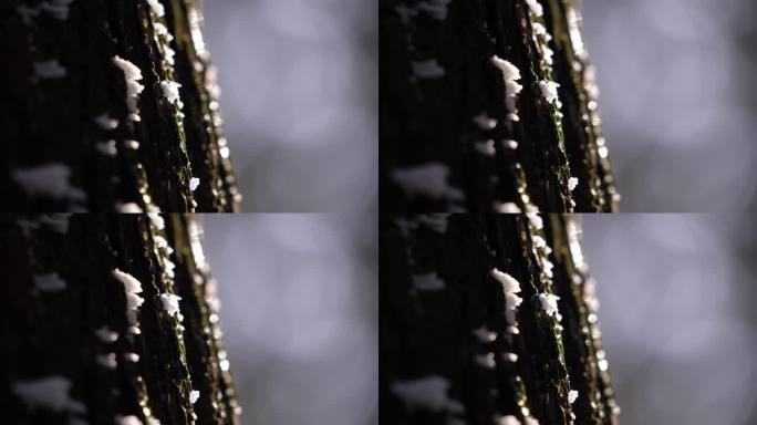 冬天寒潮冷空气杉树树干树木冰凌雾凇阳光