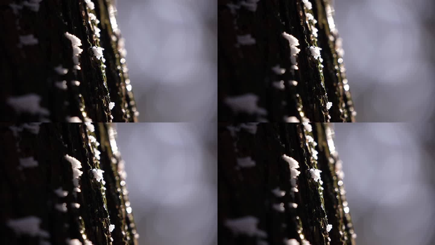 冬天寒潮冷空气杉树树干树木冰凌雾凇阳光