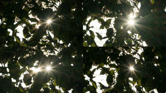 树叶星芒慢镜头升格4K实拍空镜