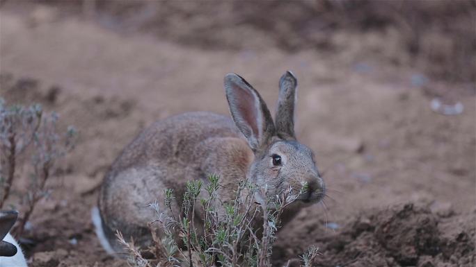 兔子 兔年 可爱 宠物 小白兔