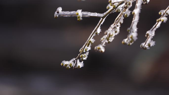 春天倒春寒树枝嫩芽冰凌雾凇积雪实拍唯美
