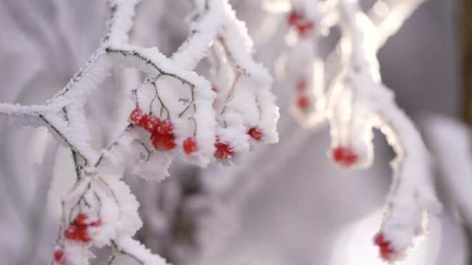 秋天冬天寒潮冷空气红色野果霜冻霜降雾凇雪