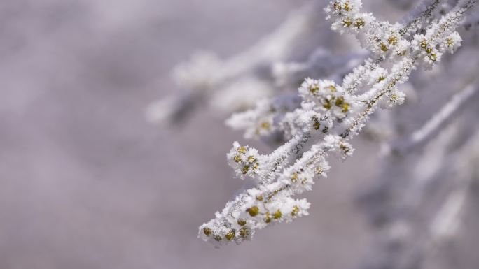 春天冷空气倒春寒树枝嫩芽雾凇霜冻积雪实拍