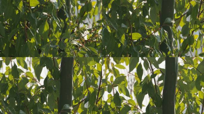 树木树叶慢镜头升格4K实拍空镜