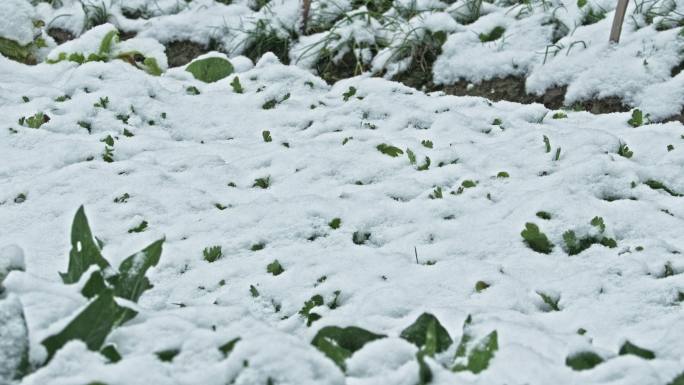 下雪落在蔬菜上慢镜头4K实拍空镜