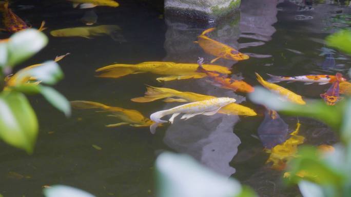 广州北园酒家 锦鲤鱼游水