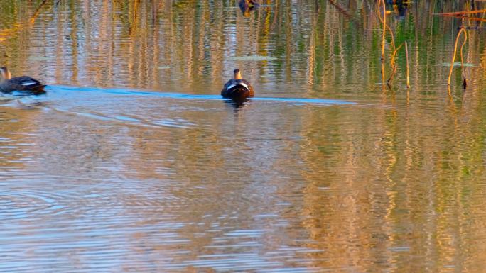 池塘里的鸭子4K实拍空镜
