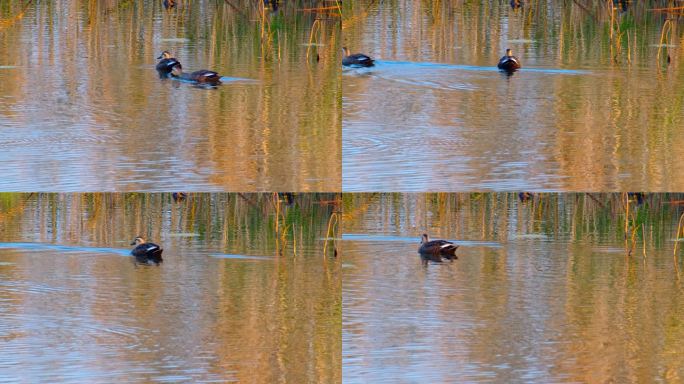 池塘里的鸭子4K实拍空镜