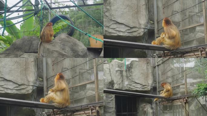 金丝猴 -动物园