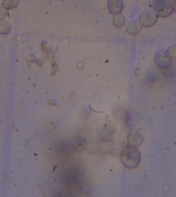 竖屏科技生物显微镜下的啤酒酵母