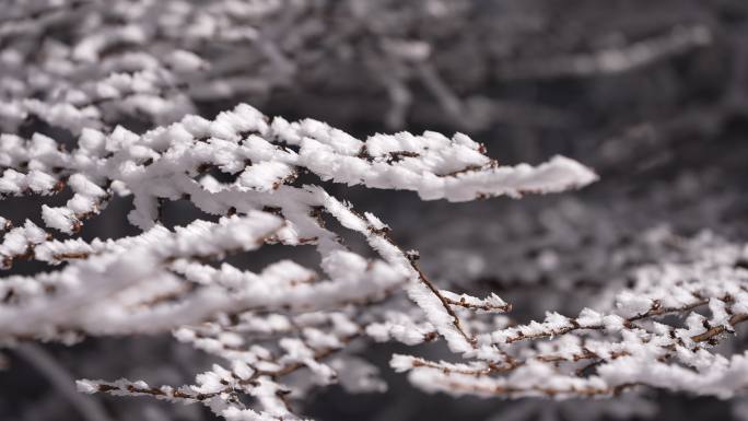 冬天寒潮冷空气树枝积雪雾凇冰凌实拍原素材