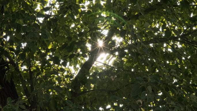 树叶间星芒升格4K实拍空镜