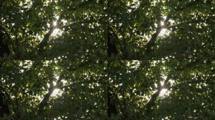 树叶间星芒升格4K实拍空镜