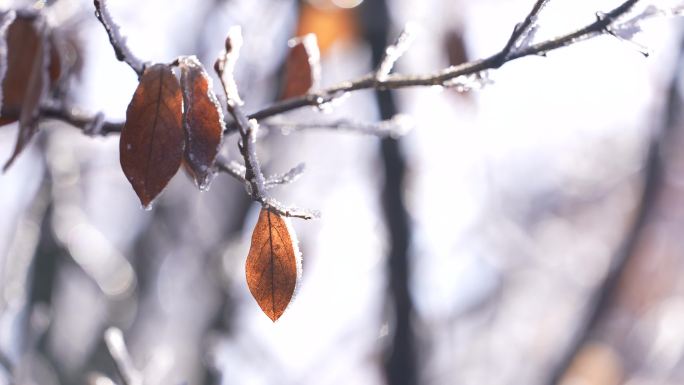 秋天霜冻落叶树叶黄叶冰凌雾凇节气实拍素材
