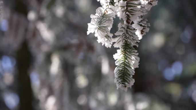 冬天寒潮冷空气杉树树叶树枝冰凌雾凇积雪