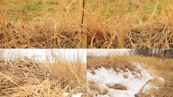 冬季乡村草地积雪荒草枯草田垄上荒草枯草