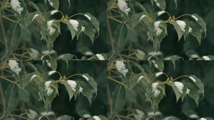 下雪树叶电影感慢镜头4K实拍空镜