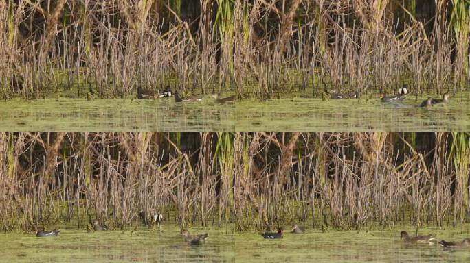 沼泽里的黑水鸡4K实拍空镜