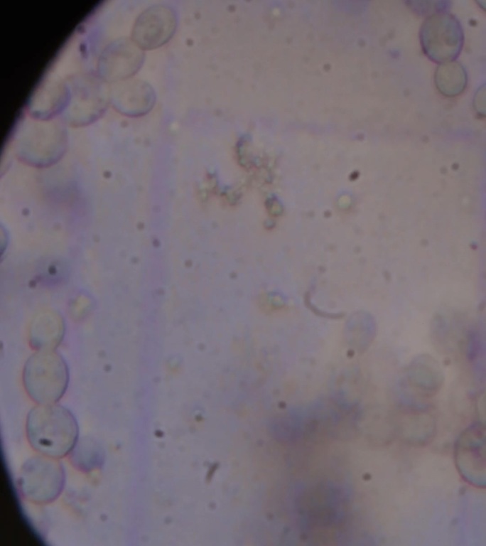 竖屏科技生物显微镜下的啤酒酵母横移