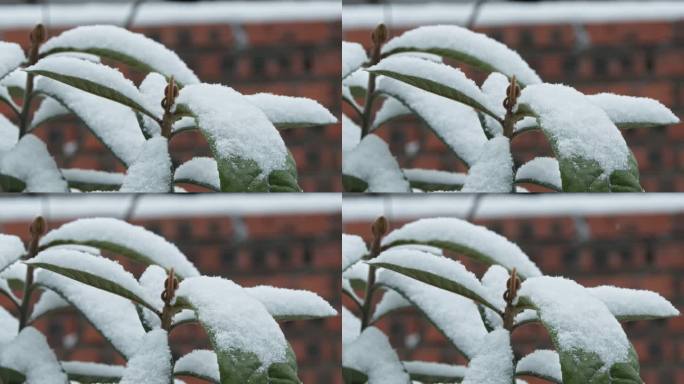 下雪飘雪树叶慢镜头4K实拍空镜