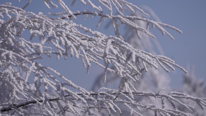 江南冬天寒潮冷空下雪雾凇冰凌大寒小寒立冬