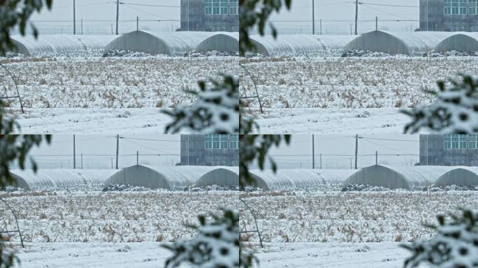田野下雪慢镜头4K实拍空镜
