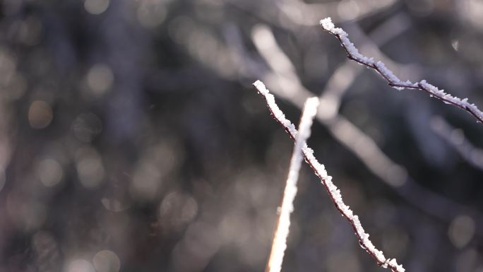 冬天寒潮冷空气树枝积雪冰凌雾凇特写阳光