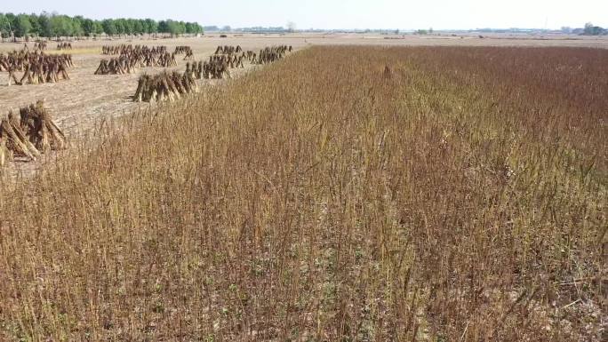 成熟芝麻 芝麻地收芝麻 人工收割收获